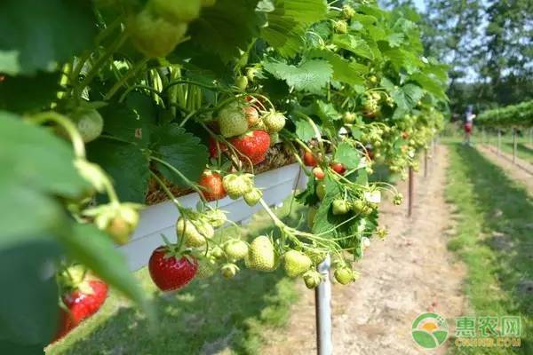最全草莓品种介绍，想种植草莓的看看！