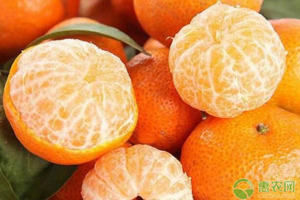 2019全国最新砂糖橘价格行情分析，未来砂糖橘种植前景怎样？