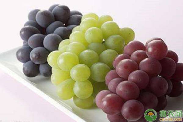 葡萄和提子营养有何差别？为什么两者的价格相差近1倍？