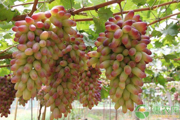 适合南方栽培的葡萄新品种