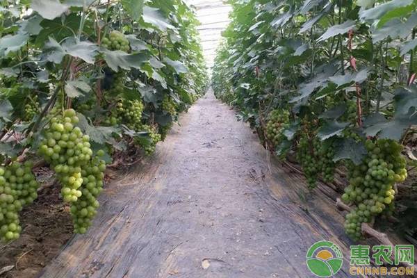 适合南方栽培的葡萄新品种
