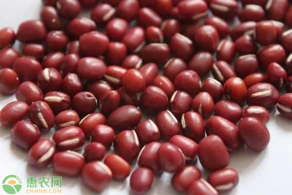 红小豆产地批发价格多少钱一斤？红小豆行情走势分析