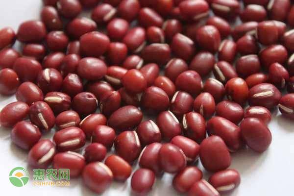 黑龙江红小豆产地在哪里？代表黑龙江的红小豆是哪一品种？