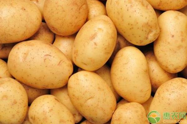 土豆常见的种类有哪些？先推荐这五种给你！