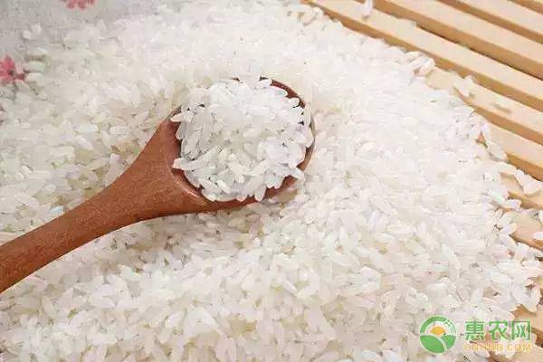 粳米是大米吗？粳米和大米的区别在哪？