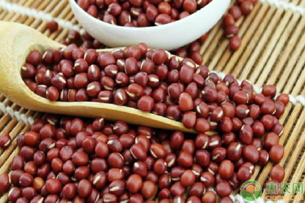 红小豆产地哪里最好？各产地优质红小豆品种推荐