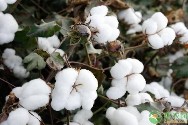 影响棉花价格的因素有哪些？2019年棉花价格最新行情走势分析
