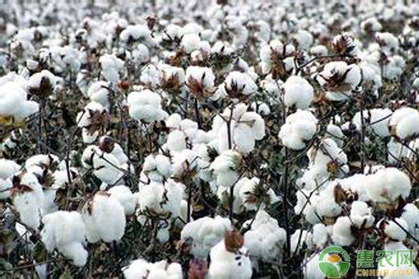 影响棉花价格的因素有哪些？2019年棉花价格最新行情走势分析