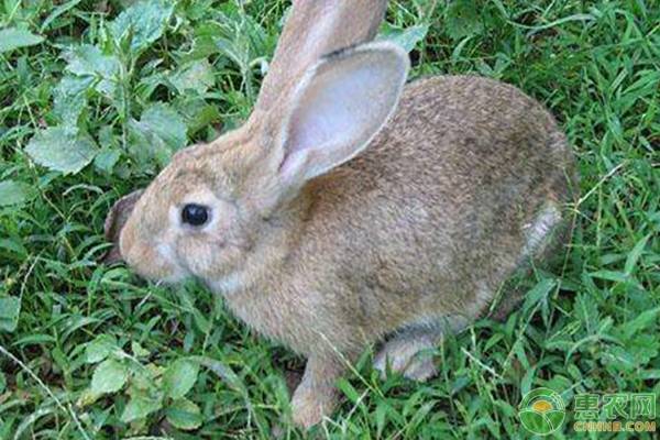 毛兔优良品种及其特性介绍