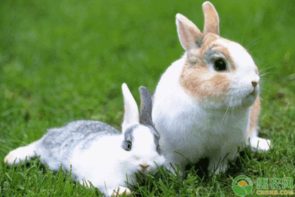 毛兔优良品种及其特性介绍