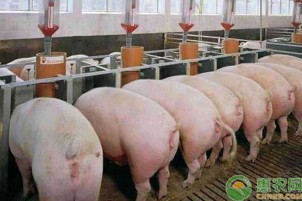 生猪存栏量何时能恢复？全国猪场复产恢复情况怎样？