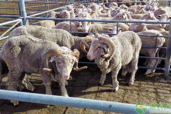 养羊场都需要哪些畜牧饲养设备？养羊户必看！