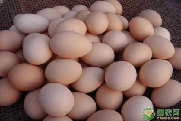 鸡蛋最新价格多少钱一斤？年底鸡蛋价格还会上涨吗？