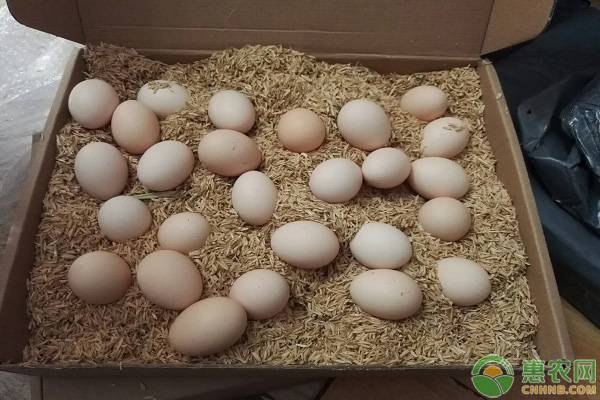 鸡蛋最新价格多少钱一斤？年底鸡蛋价格还会上涨吗？