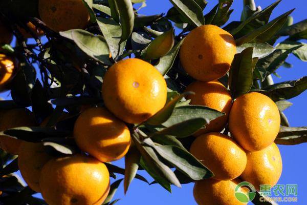 甜度高的柑橘品种介绍