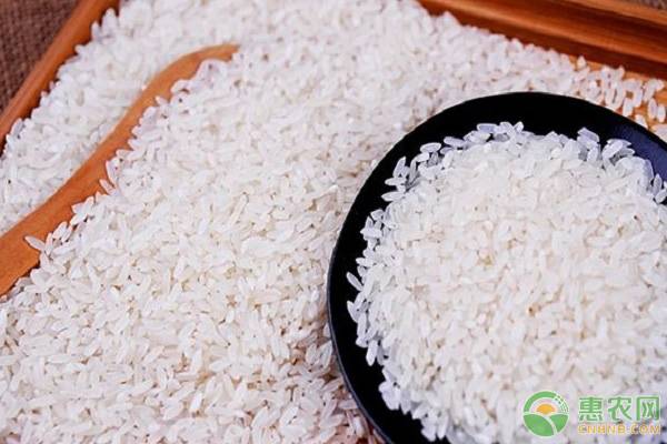 盘锦大米的特点和产地是什么？为何盘锦大米品质如此优越？