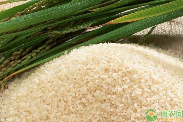 绿色大米是怎么回事？绿色大米是怎么生产出来的？