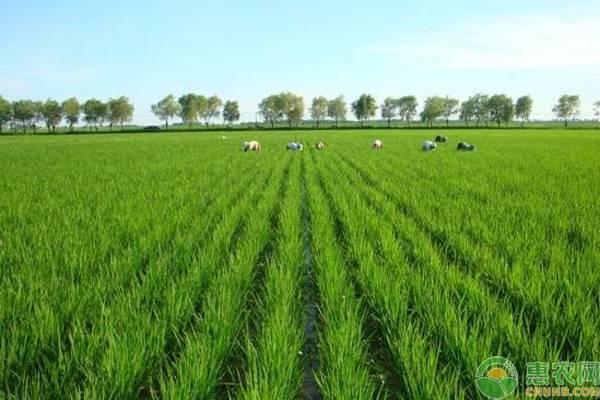 绿色大米是怎么回事？绿色大米是怎么生产出来的？