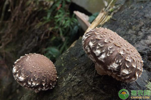 常见的十种食用蘑菇介绍