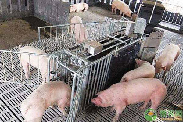 12月生猪价格行情：全国生猪均价大幅上涨！