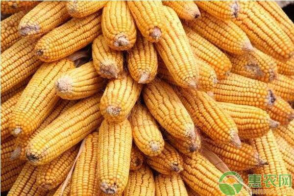 玉米最新价格多少钱一斤？12月玉米价格行情如何？