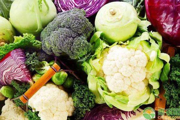 12月份全国蔬菜价格行情预测