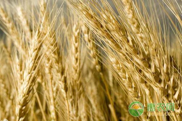 12月份小麦价格行情走势分析（附小麦最新价格）