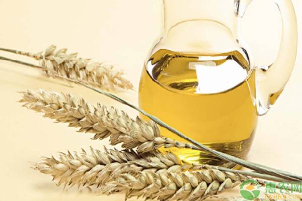 小麦胚芽油的功效与作用及食用方法