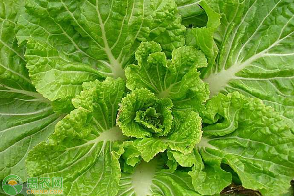 冬季适合大棚及温室种植的蔬菜有哪些？