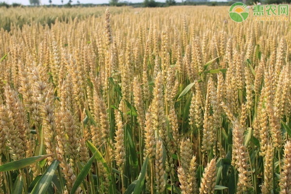 山东小麦高产榜有哪几种小麦？