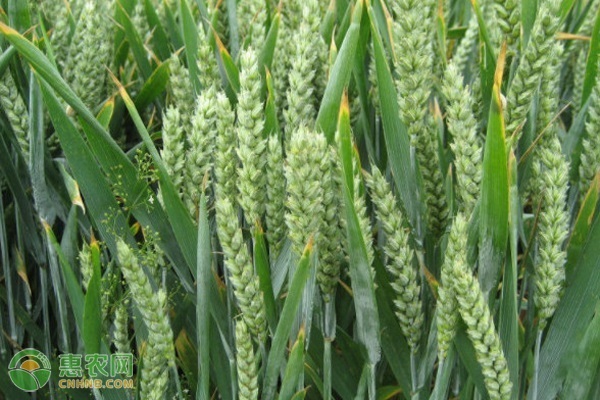 山东小麦高产榜有哪几种小麦？
