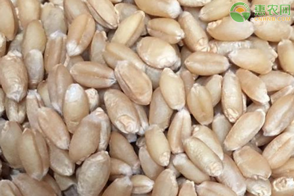 众信麦998小麦种子多少钱一斤？品种有何特点？