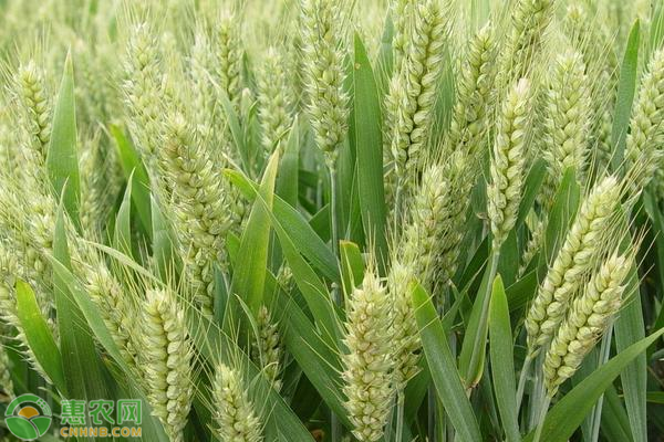 众信麦998小麦种子多少钱一斤？品种有何特点？