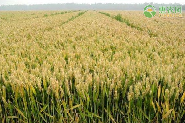 河北高产小麦品种排行榜