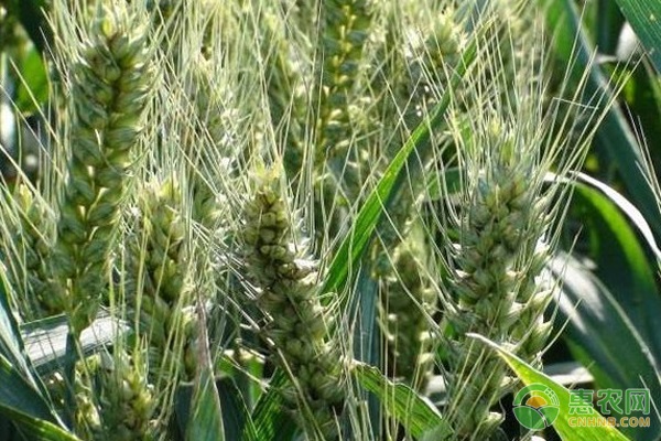 河北高产小麦品种排行榜