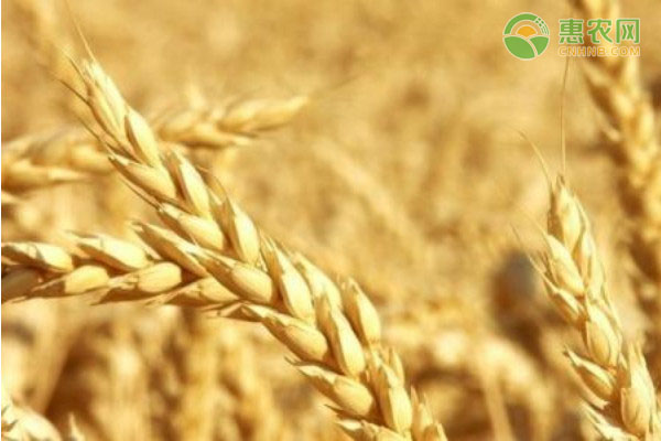 小麦排行前十名的有哪些品种？