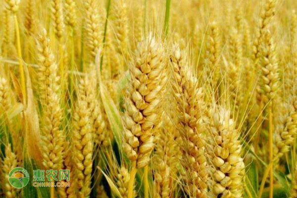 小麦排行前十名的有哪些品种？