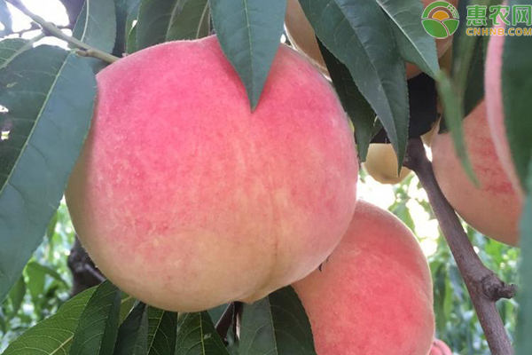 秋天的桃子是什么品种？