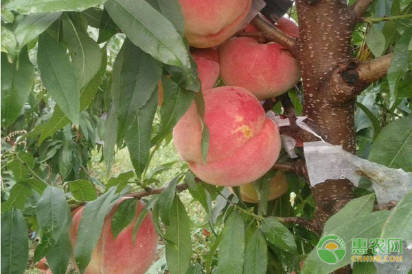 秋天的桃子是什么品种？