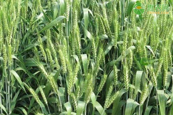 河北种小麦哪个品种好？