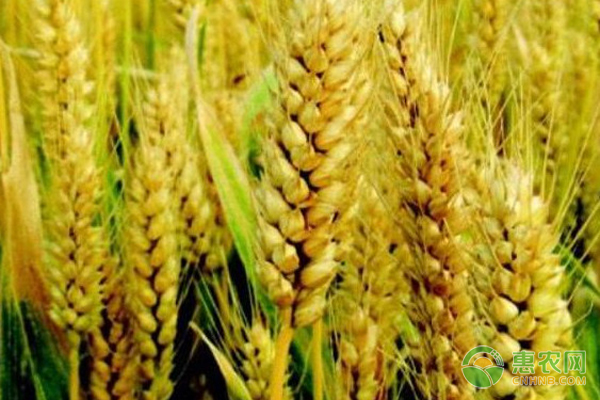河北种小麦哪个品种好？