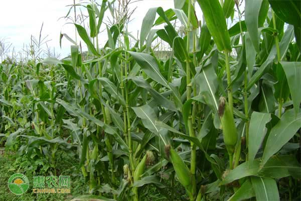 适合广东种植的玉米品种有哪些？