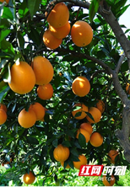 湖南柑橘类产品在电商平台走俏 岳阳人和长沙人下单最多