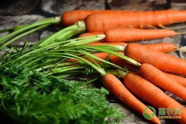 胡萝卜是什么季节的蔬菜？有哪些品种？