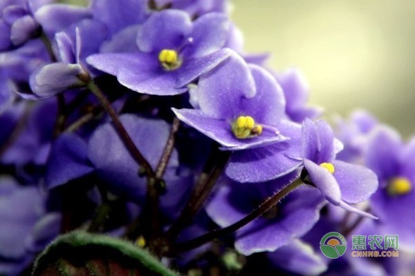 如何养殖紫罗兰？