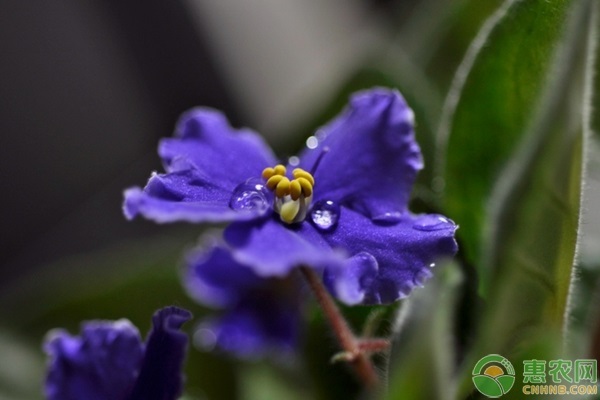 如何养殖紫罗兰？