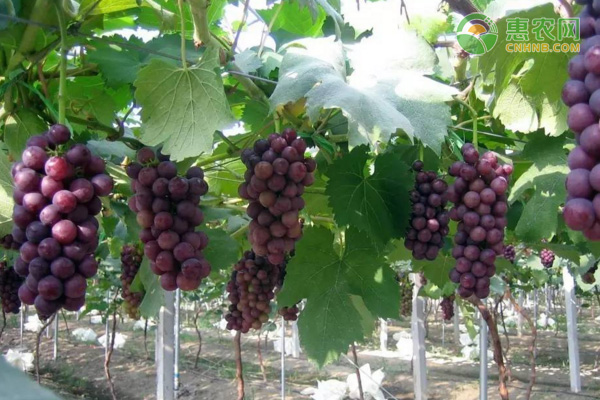 盘点适合北方种植的葡萄树品种