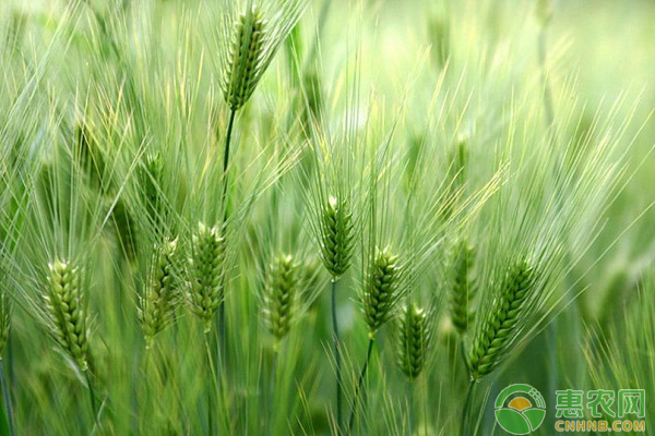 甘肃小麦品种有哪些？