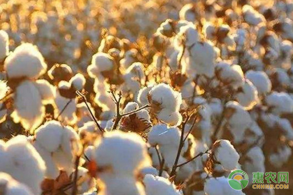 新疆棉花品种大全