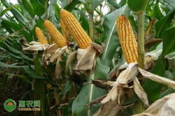 中科玉509玉米品种介绍